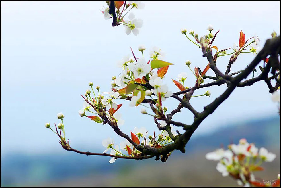 【春天,广西桂林灌阳县向您发出邀请!】我们在灌阳看梨花 - 游山玩水 - 韶关生活社区 - 韶关28生活网 sg.28life.com
