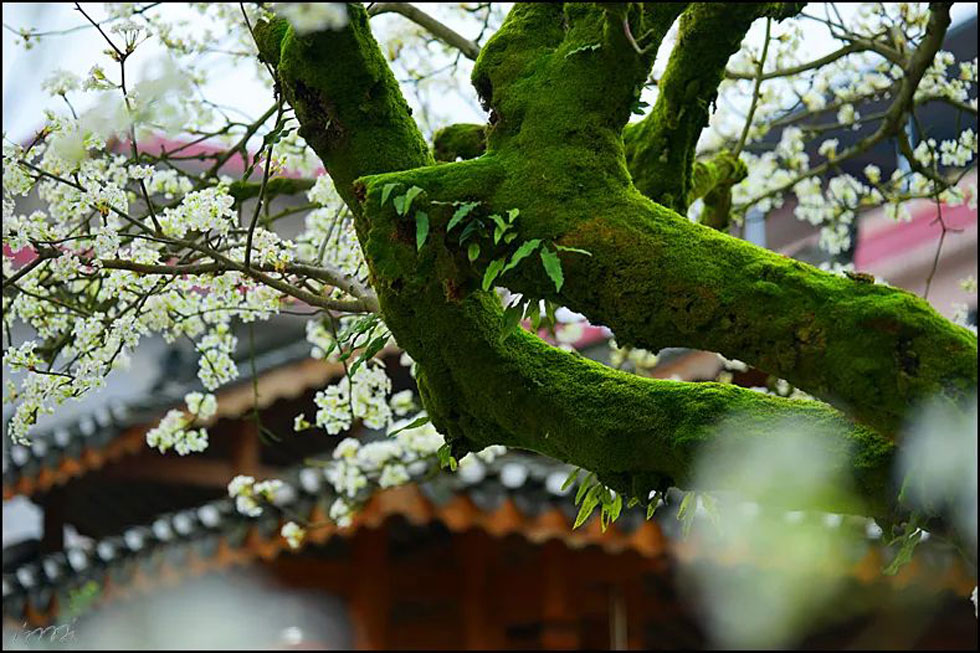 【春天,广西桂林灌阳县向您发出邀请!】我们在灌阳看梨花 - 游山玩水 - 韶关生活社区 - 韶关28生活网 sg.28life.com