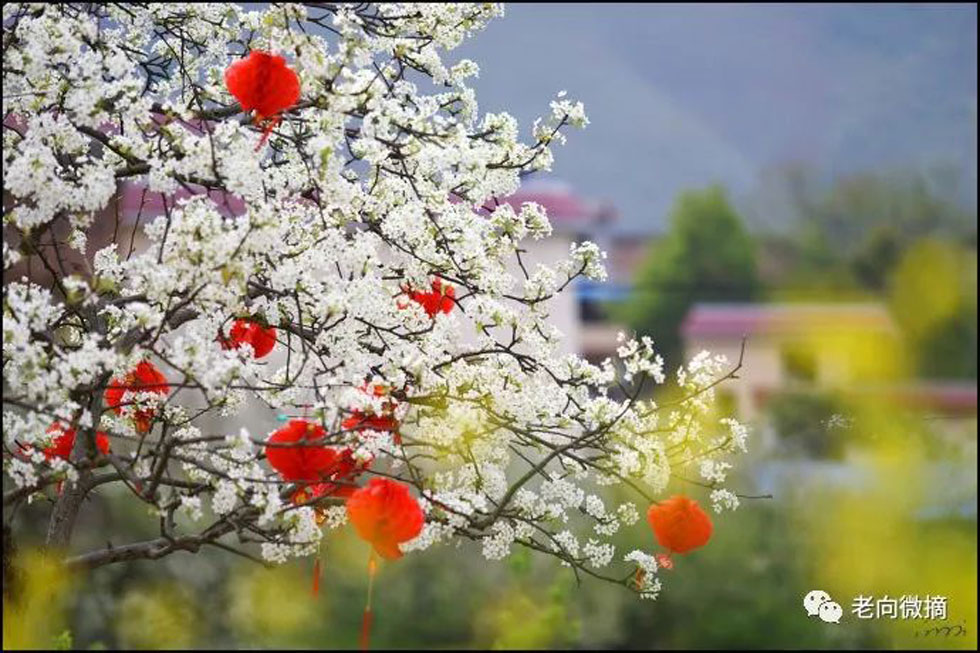 【春天,广西桂林灌阳县向您发出邀请!】我们在灌阳看梨花 - 游山玩水 - 韶关生活社区 - 韶关28生活网 sg.28life.com