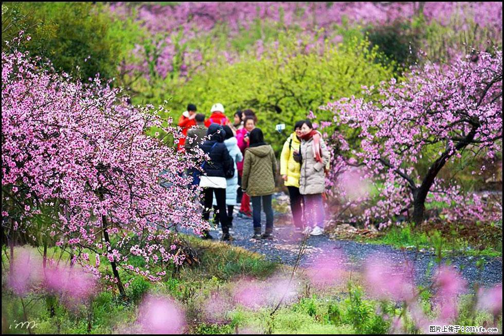 【春天,广西桂林灌阳县向您发出邀请!】官庄村有个醉美的桃花园 - 游山玩水 - 韶关生活社区 - 韶关28生活网 sg.28life.com