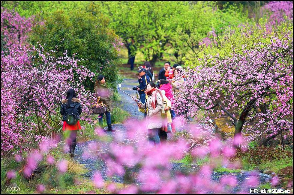 【春天,广西桂林灌阳县向您发出邀请!】官庄村有个醉美的桃花园 - 游山玩水 - 韶关生活社区 - 韶关28生活网 sg.28life.com