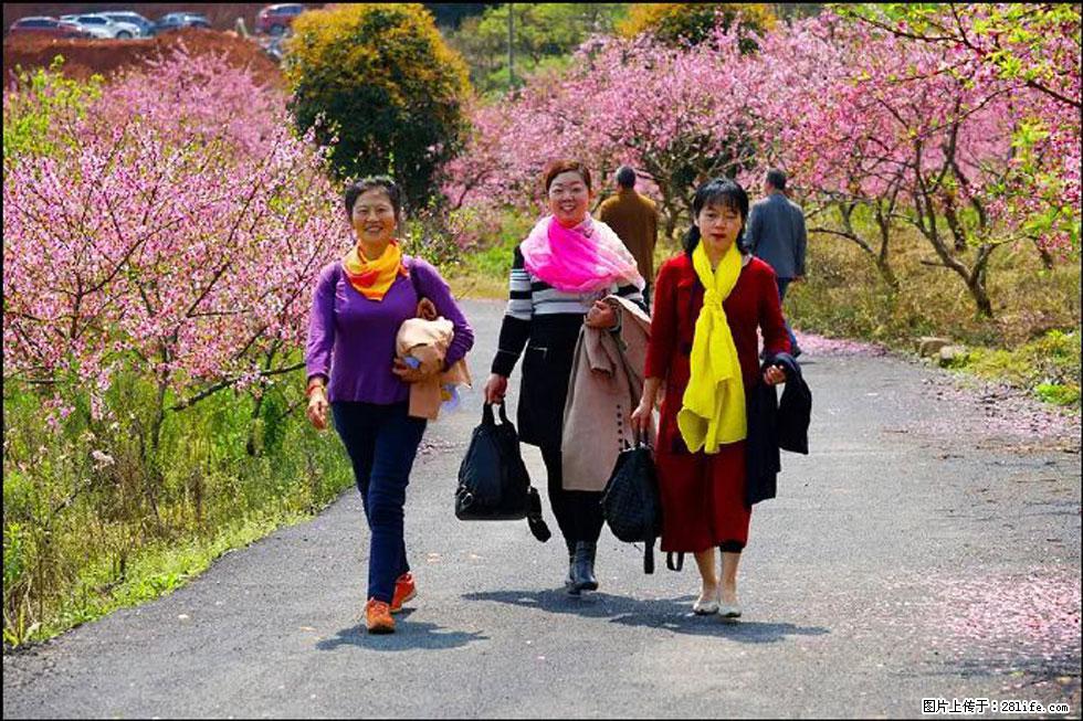 【春天,广西桂林灌阳县向您发出邀请!】官庄村有个醉美的桃花园 - 游山玩水 - 韶关生活社区 - 韶关28生活网 sg.28life.com