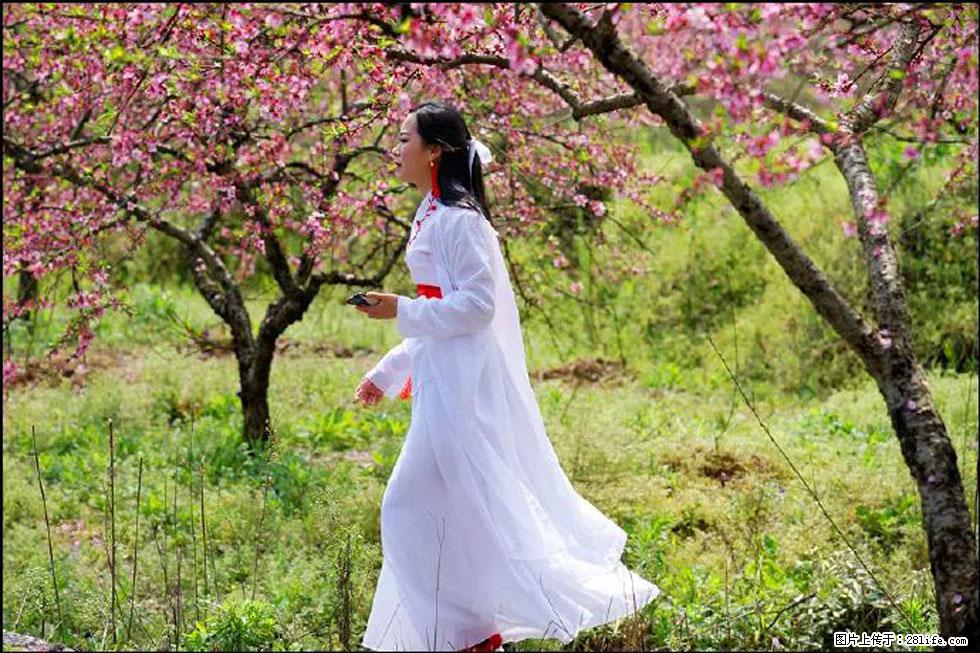 【春天,广西桂林灌阳县向您发出邀请!】官庄村有个醉美的桃花园 - 游山玩水 - 韶关生活社区 - 韶关28生活网 sg.28life.com