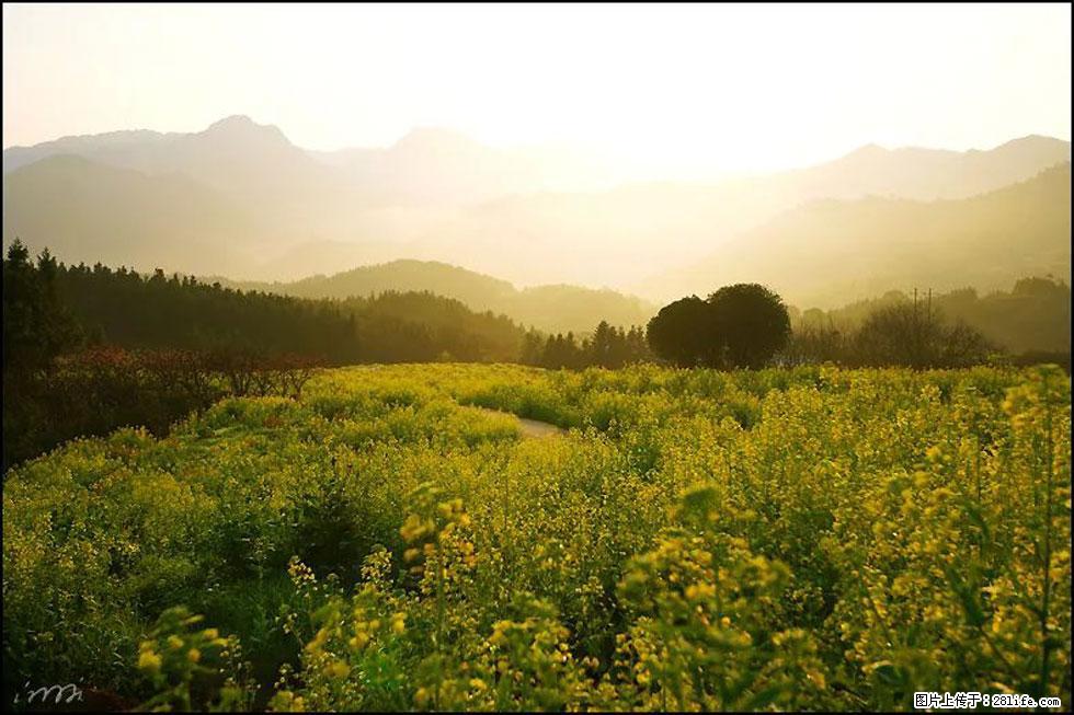 【春天，广西桂林灌阳县向您发出邀请！】长坪村油菜盛情花开 - 游山玩水 - 韶关生活社区 - 韶关28生活网 sg.28life.com