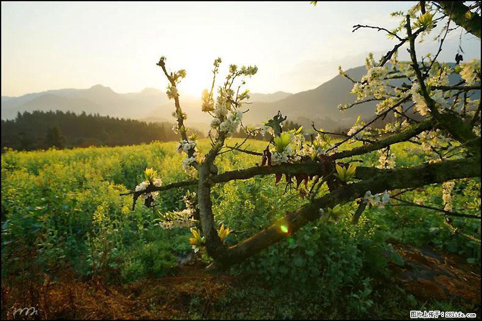 【春天，广西桂林灌阳县向您发出邀请！】长坪村油菜盛情花开 - 游山玩水 - 韶关生活社区 - 韶关28生活网 sg.28life.com