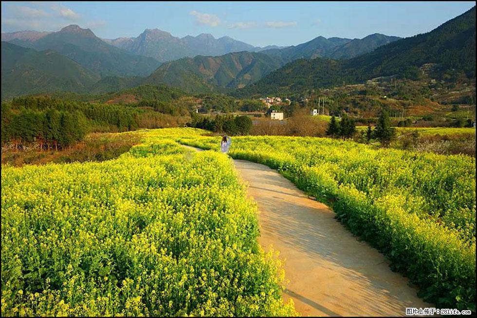 【春天，广西桂林灌阳县向您发出邀请！】长坪村油菜盛情花开 - 游山玩水 - 韶关生活社区 - 韶关28生活网 sg.28life.com