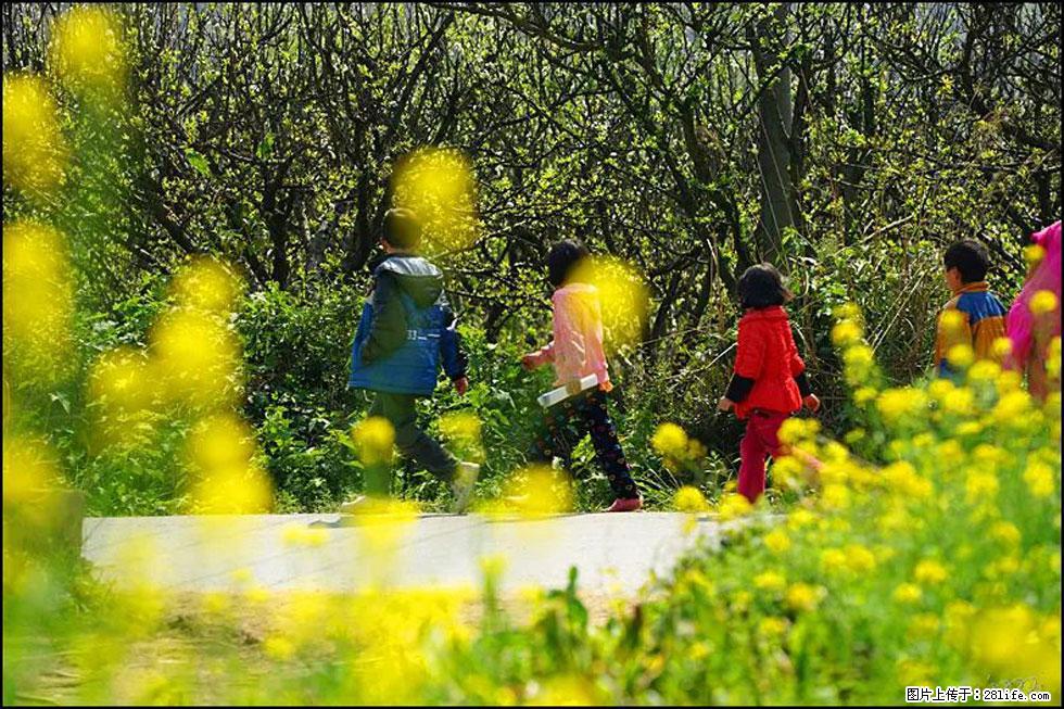 【春天，广西桂林灌阳县向您发出邀请！】长坪村油菜盛情花开 - 游山玩水 - 韶关生活社区 - 韶关28生活网 sg.28life.com