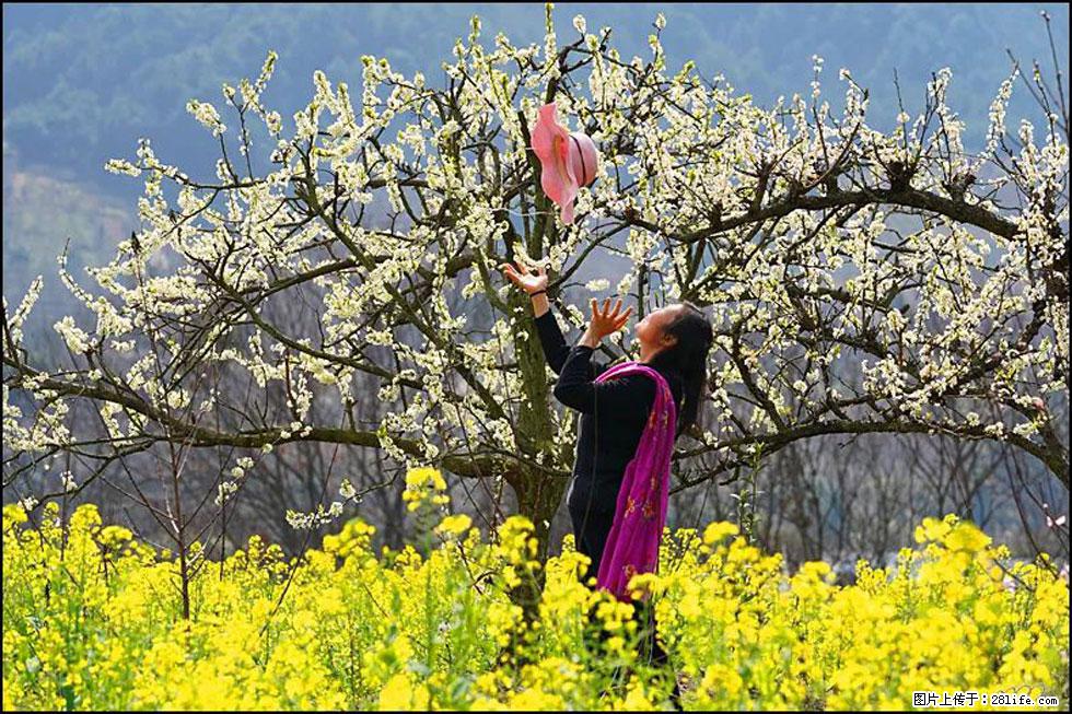 【春天，广西桂林灌阳县向您发出邀请！】长坪村油菜盛情花开 - 游山玩水 - 韶关生活社区 - 韶关28生活网 sg.28life.com