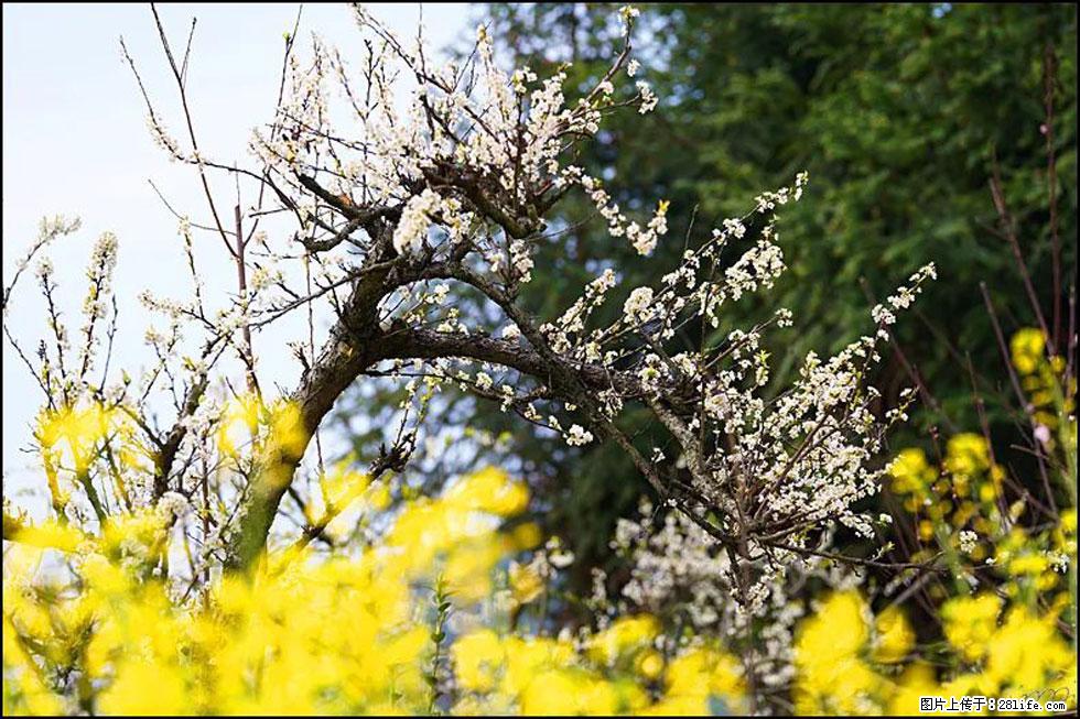 【春天，广西桂林灌阳县向您发出邀请！】长坪村油菜盛情花开 - 游山玩水 - 韶关生活社区 - 韶关28生活网 sg.28life.com