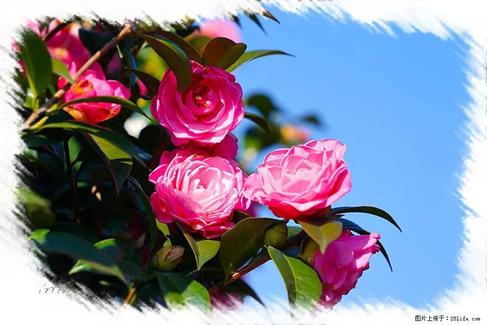 【春天,广西桂林灌阳县向您发出邀请!】杨柳井茶花惹人爱 - 游山玩水 - 韶关生活社区 - 韶关28生活网 sg.28life.com