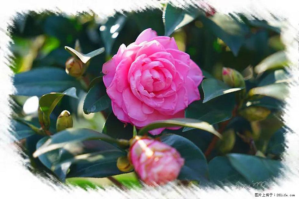 【春天,广西桂林灌阳县向您发出邀请!】杨柳井茶花惹人爱 - 游山玩水 - 韶关生活社区 - 韶关28生活网 sg.28life.com