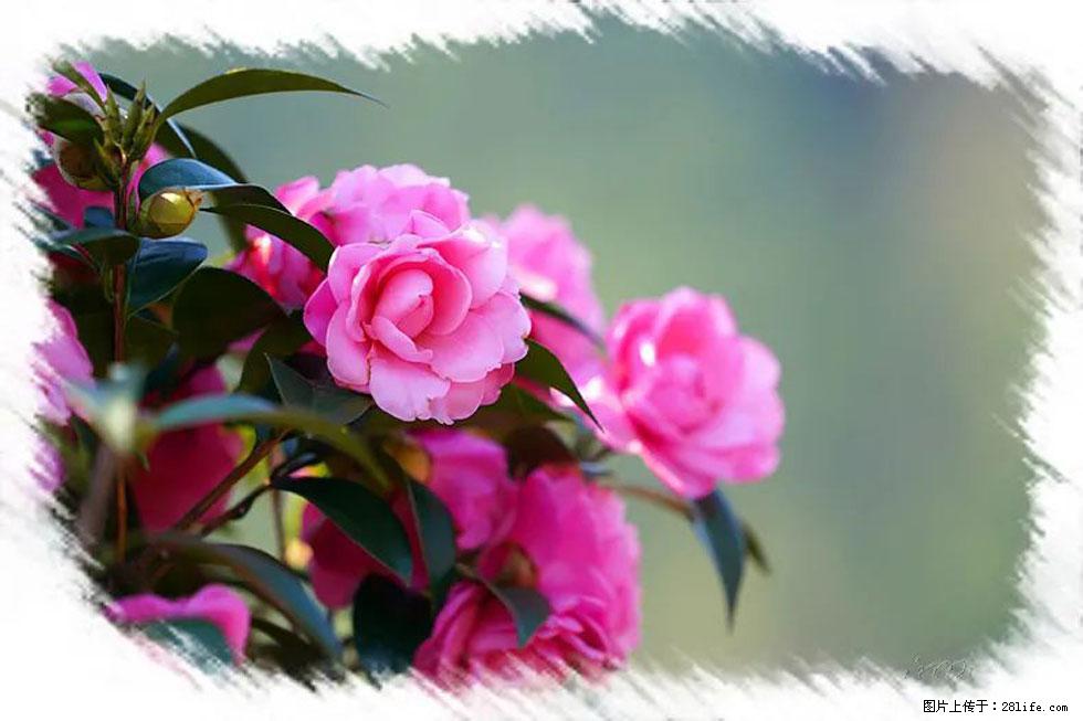 【春天,广西桂林灌阳县向您发出邀请!】杨柳井茶花惹人爱 - 游山玩水 - 韶关生活社区 - 韶关28生活网 sg.28life.com