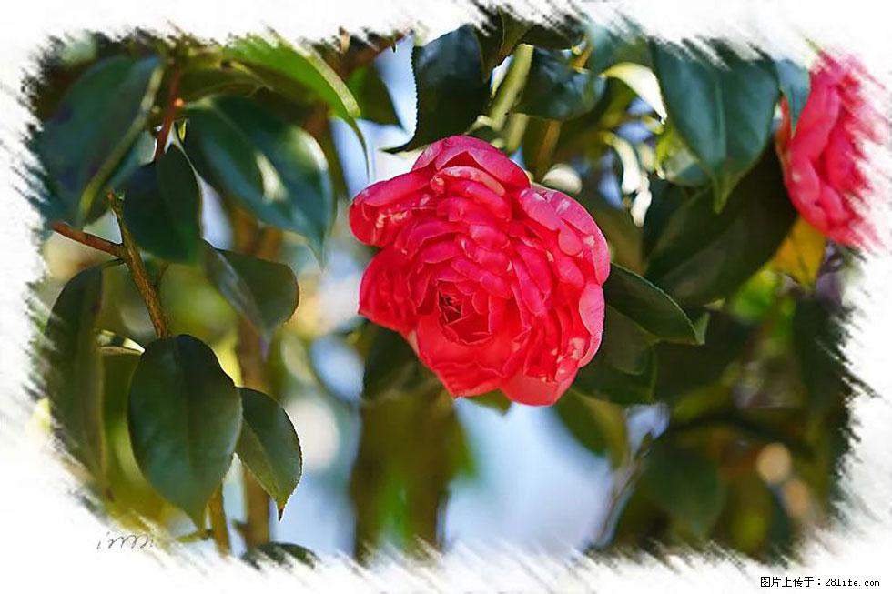 【春天,广西桂林灌阳县向您发出邀请!】杨柳井茶花惹人爱 - 游山玩水 - 韶关生活社区 - 韶关28生活网 sg.28life.com