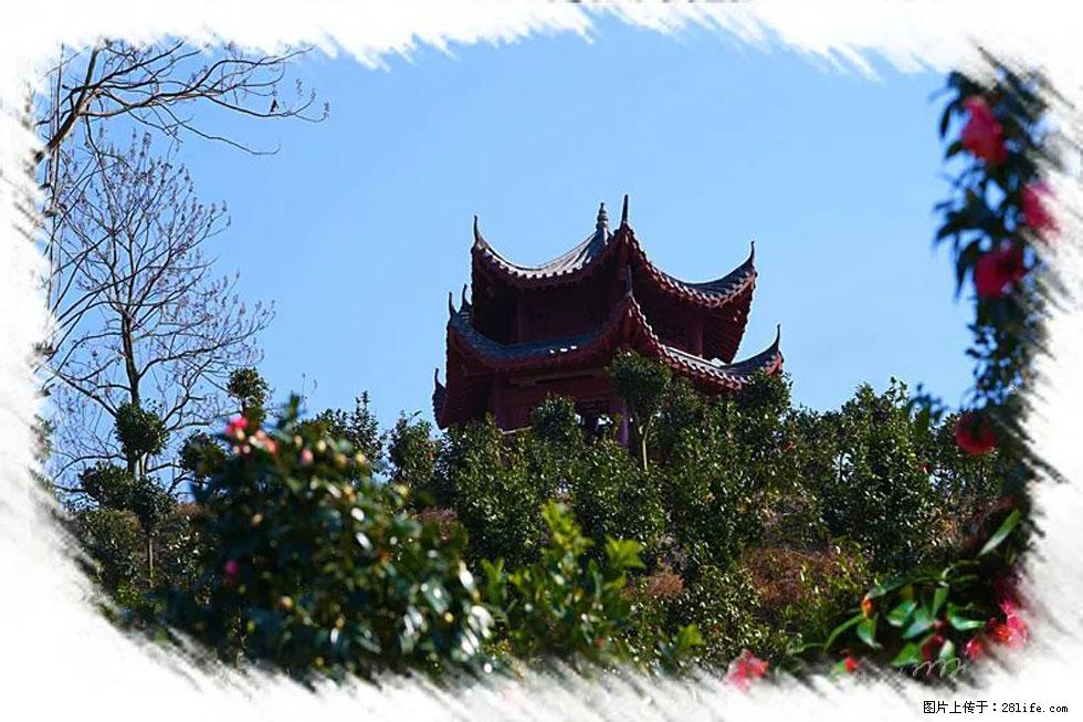 【春天,广西桂林灌阳县向您发出邀请!】杨柳井茶花惹人爱 - 游山玩水 - 韶关生活社区 - 韶关28生活网 sg.28life.com