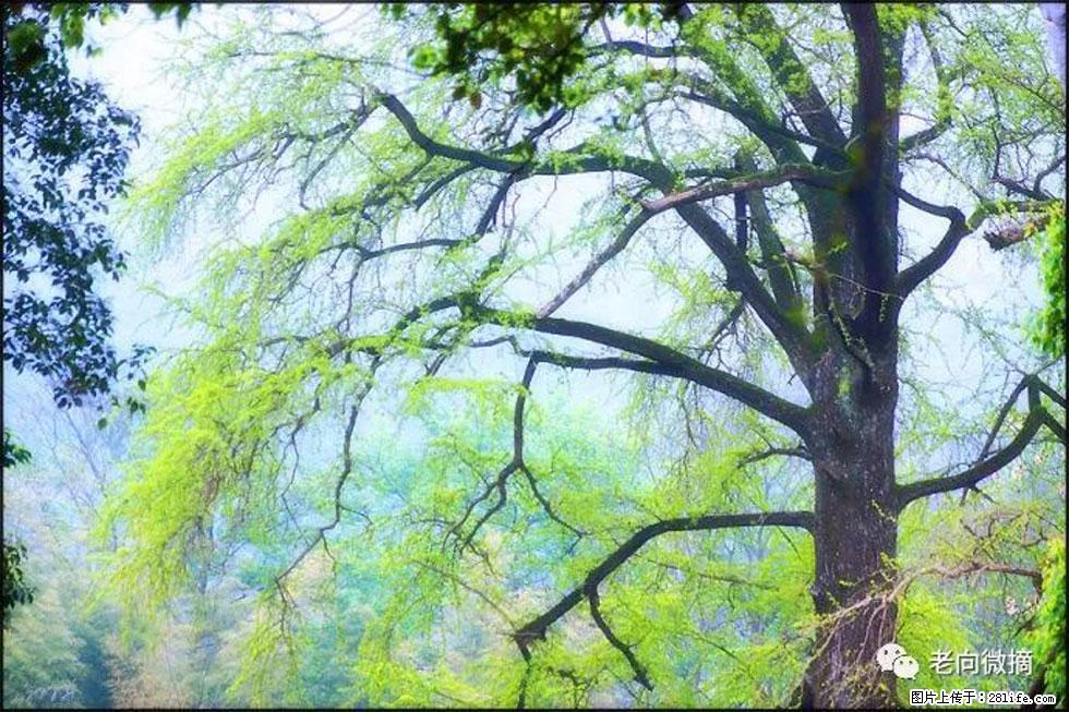 【春天,广西桂林灌阳县向您发出邀请!】在小龙村与春天约会 - 游山玩水 - 韶关生活社区 - 韶关28生活网 sg.28life.com