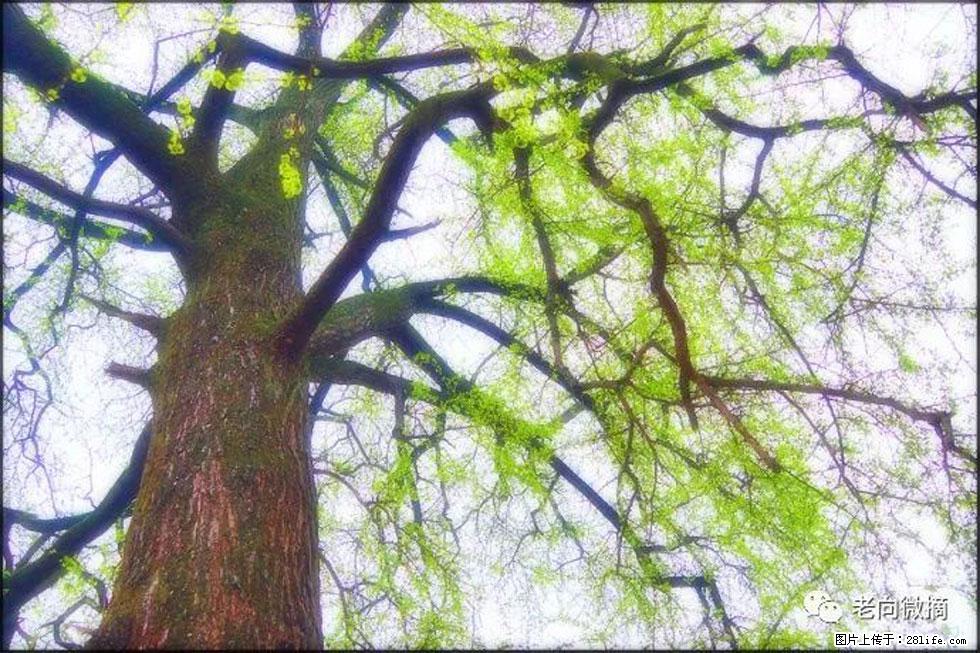 【春天,广西桂林灌阳县向您发出邀请!】在小龙村与春天约会 - 游山玩水 - 韶关生活社区 - 韶关28生活网 sg.28life.com