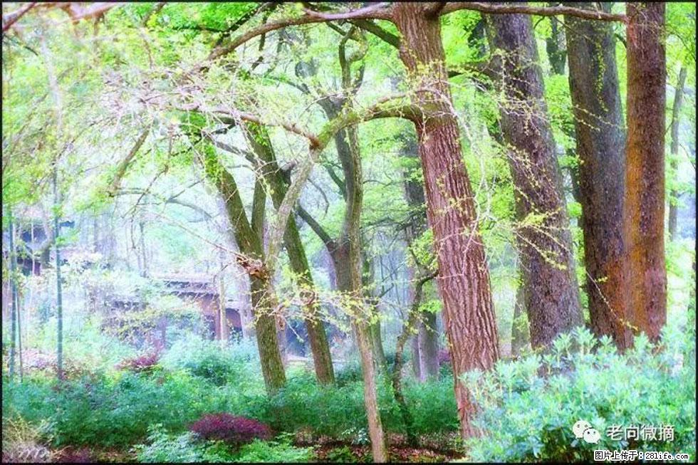 【春天,广西桂林灌阳县向您发出邀请!】在小龙村与春天约会 - 游山玩水 - 韶关生活社区 - 韶关28生活网 sg.28life.com