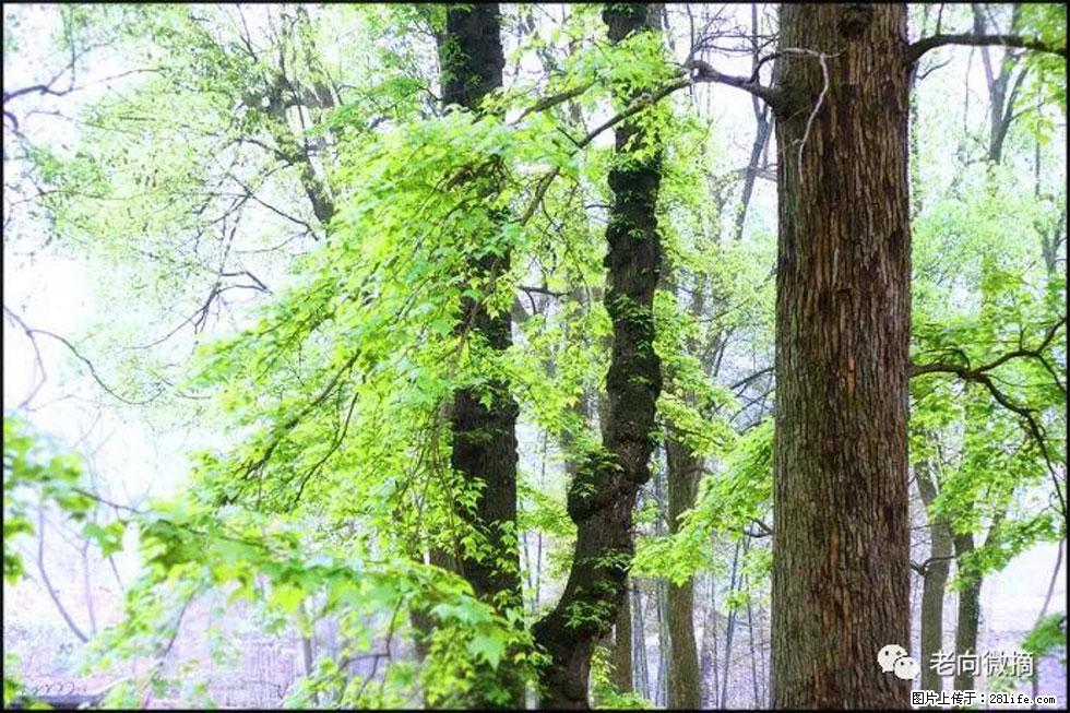 【春天,广西桂林灌阳县向您发出邀请!】在小龙村与春天约会 - 游山玩水 - 韶关生活社区 - 韶关28生活网 sg.28life.com
