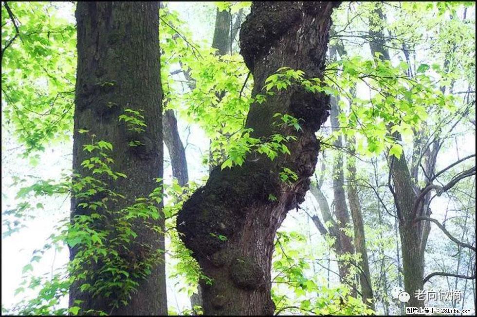 【春天,广西桂林灌阳县向您发出邀请!】在小龙村与春天约会 - 游山玩水 - 韶关生活社区 - 韶关28生活网 sg.28life.com