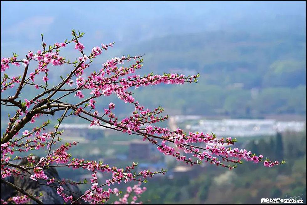 【春天,广西桂林灌阳县向您发出邀请!】望月岭上桃花开 - 游山玩水 - 韶关生活社区 - 韶关28生活网 sg.28life.com