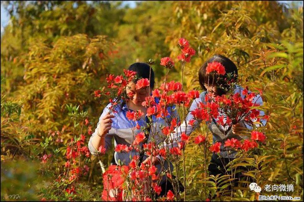 【春天,广西桂林灌阳县向您发出邀请!】登麒麟山,相约映山红 - 游山玩水 - 韶关生活社区 - 韶关28生活网 sg.28life.com