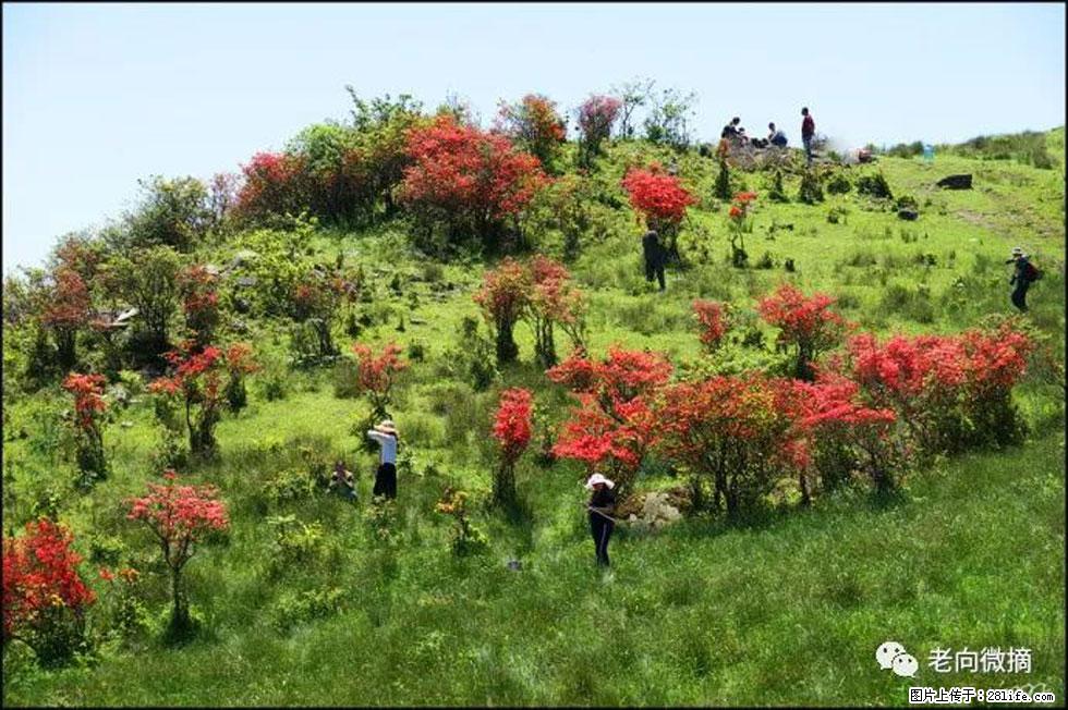 【春天，广西桂林灌阳县向您发出邀请！】宝盖山上映山红 - 游山玩水 - 韶关生活社区 - 韶关28生活网 sg.28life.com