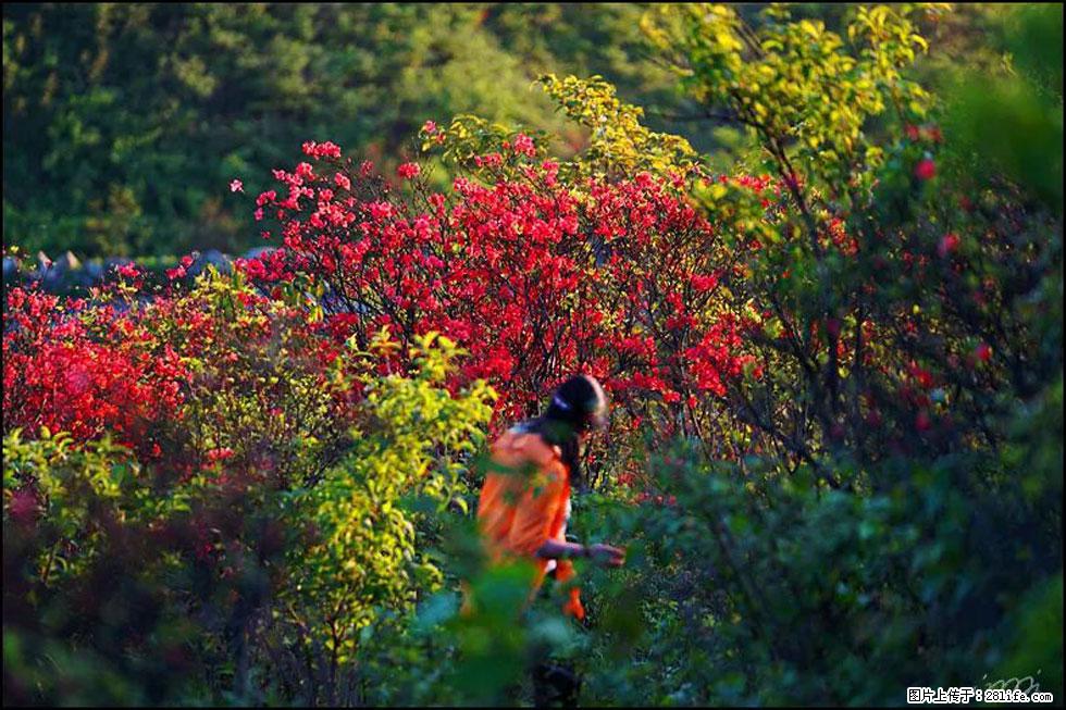 【春天，广西桂林灌阳县向您发出邀请！】春木界上映山红 - 游山玩水 - 韶关生活社区 - 韶关28生活网 sg.28life.com