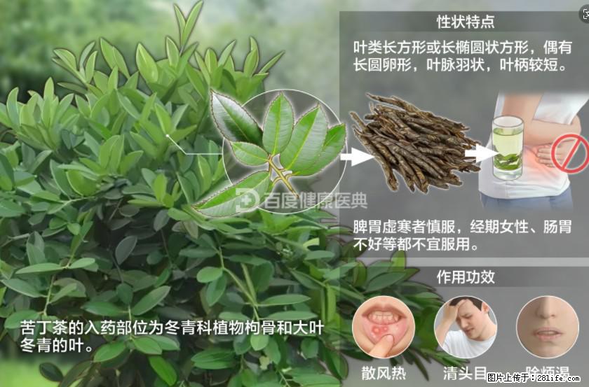 苦丁茶有哪些功效和作用 - 生活百科 - 韶关生活社区 - 韶关28生活网 sg.28life.com