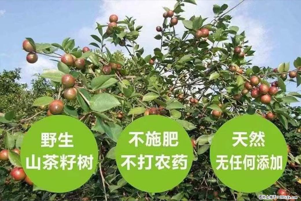 【灌阳县油茶产业示范区】一个有着充实的精神生活的人,对待身外之物自会有一种淡泊的态度 - 美食天地 - 韶关生活社区 - 韶关28生活网 sg.28life.com