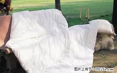 被子有异味?只要这样做,比晒太阳还强100倍! - 家居生活 - 韶关生活社区 - 韶关28生活网 sg.28life.com