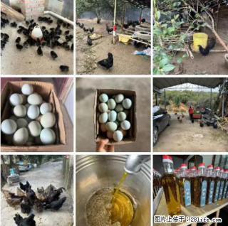 油茶园从小鸡仔开始养起的纯土鸡、土鸡蛋可以预定啦!还有前几天刚榨的纯山茶油哦 - 韶关28生活网 sg.28life.com