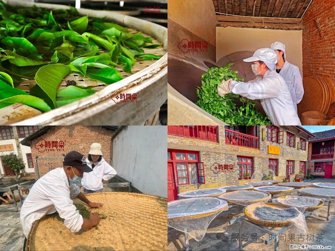 时间果百年古树龙珠普洱生茶 - 购物交流 - 韶关生活社区 - 韶关28生活网 sg.28life.com