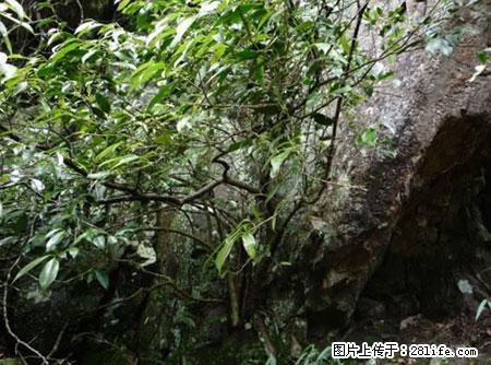 平乐石崖茶,珍贵仅次于金花茶 - 韶关生活资讯 - 韶关28生活网 sg.28life.com