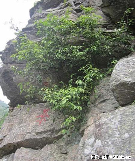 平乐石崖茶,珍贵仅次于金花茶 - 韶关生活资讯 - 韶关28生活网 sg.28life.com