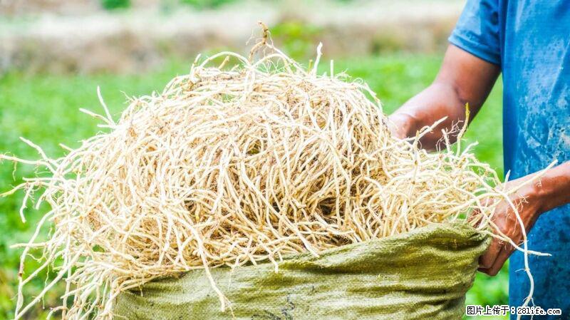 堪称“最难吃”的蔬菜，却是 “抗辐射神器”，还能护肺、清热、止咳化痰！ - 韶关生活资讯 - 韶关28生活网 sg.28life.com