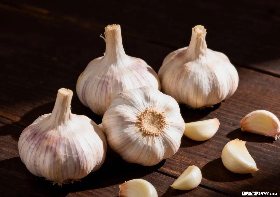 关于大蒜，除了“天然抗生素”，这4个谣言更该警惕! - 韶关生活资讯 - 韶关28生活网 sg.28life.com