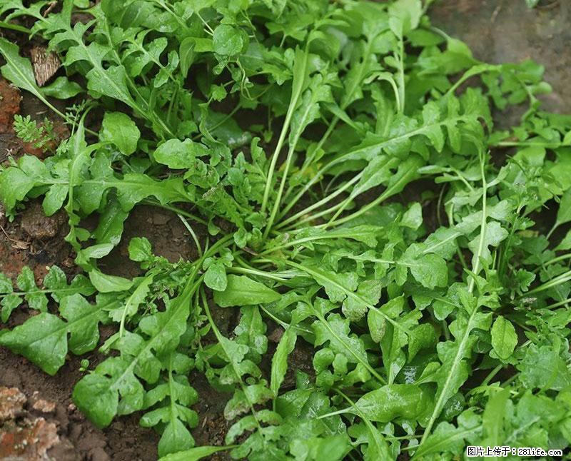 这些蔬菜是“天然钙片”,这6种被医生重点推荐 - 韶关生活资讯 - 韶关28生活网 sg.28life.com