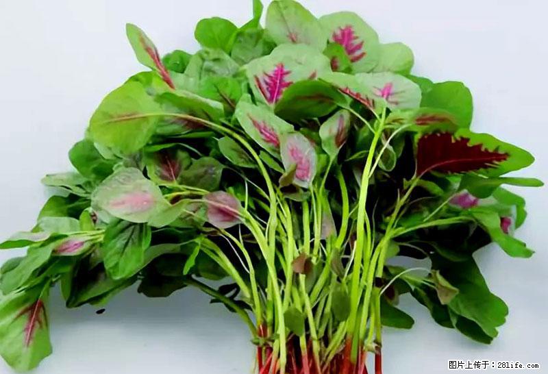 这些蔬菜是“天然钙片”,这6种被医生重点推荐 - 韶关生活资讯 - 韶关28生活网 sg.28life.com