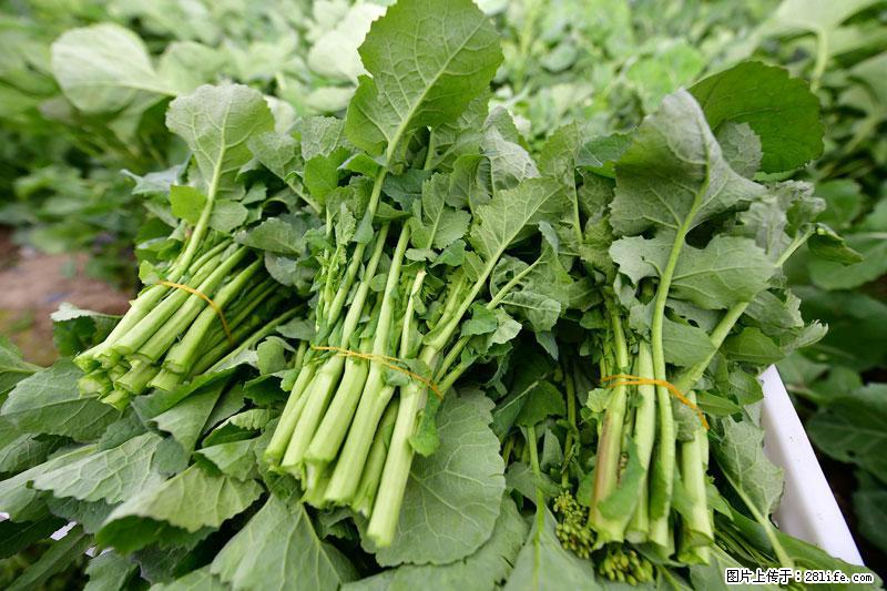 这些蔬菜是“天然钙片”,这6种被医生重点推荐 - 韶关生活资讯 - 韶关28生活网 sg.28life.com